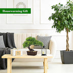 Der Rose 2Pcs Small Fake Plants Artificial Bonsai Tree Set Ficus and Cedar for Office Desk Shelf Room Home Zen Decor Indoor