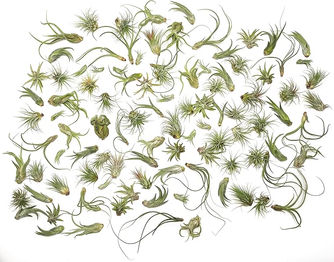 Tillandsia Air Plants Live Indoor Plants (100 Pack), Air Plants Bulk Party Favors or Wedding Favors Live Plants, Air Plant Lover Gifts, DIY Terrarium Kit, Air Succulents Plants Live by Plants for Pets