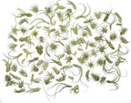 Tillandsia Air Plants Live Indoor Plants (100 Pack), Air Plants Bulk Party Favors or Wedding Favors Live Plants, Air Plant Lover Gifts, DIY Terrarium Kit, Air Succulents Plants Live by Plants for Pets