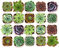 Shop Succulents Wild Rosette Succulent Plant Pack – Live Mini Rosette Succulents, Variety of Colors & Textures, Easy Care Plants – Home Decor, Gifts & Succulent Garden, 2" Pots