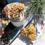Graptoveria Paraguayense Bernalense Variegated Rare Live Succulent Plants, Cluster 3" Bare Root Without Pot & Soil, Garden Indoor Office Desk Baby Shower Decoration, Plant Lovers Gifts