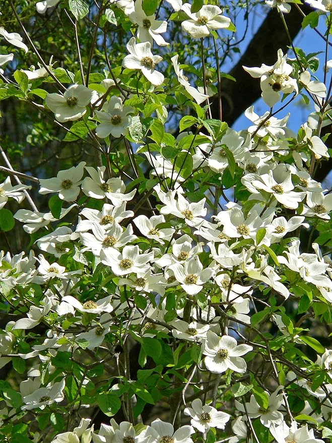 Pacific Dogwood | Tree Seed Grow Kit | The Jonsteen Company