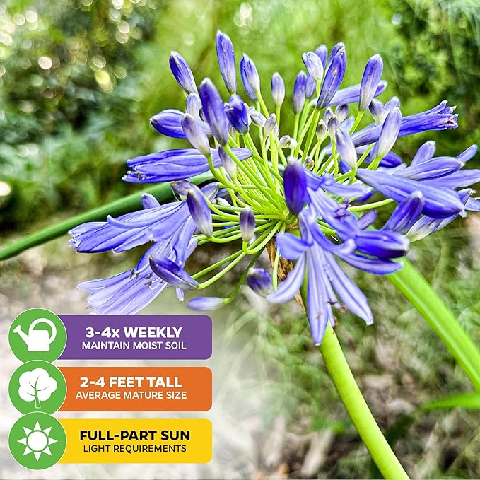 Agapanthus 'Lily of The Nile' Live Plant - Agapanthus africanus by Wellspring Gardens Starter Plant, Exotic-Looking Outdoor Live Plant, Full Sun Perennial, Ideal for Garden and Patio (2-Pack)