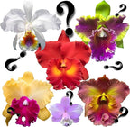 – “Mystery”/no-Name Cattleya Orchids – Huge Variety, Easy to Grow, Big Blooms, Many Fragrant (NOT in-Bud/Bloom When Shipped)