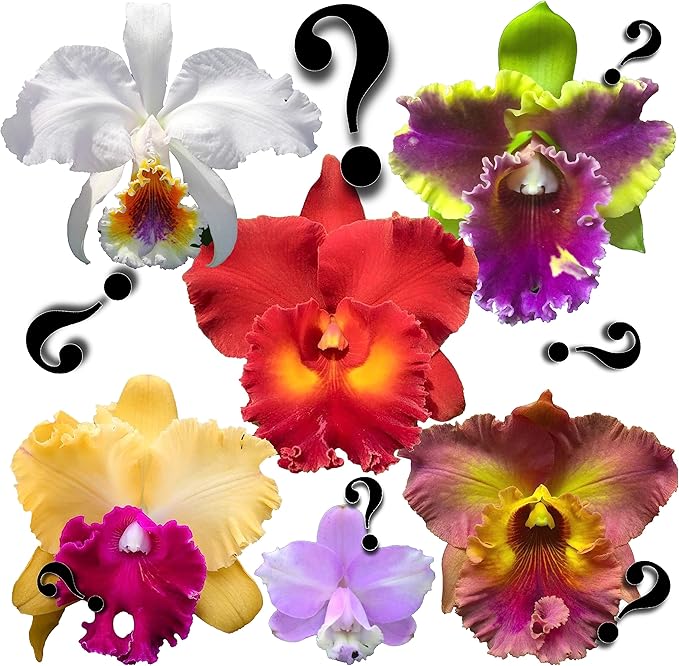 – “Mystery”/no-Name Cattleya Orchids – Huge Variety, Easy to Grow, Big Blooms, Many Fragrant (NOT in-Bud/Bloom When Shipped)
