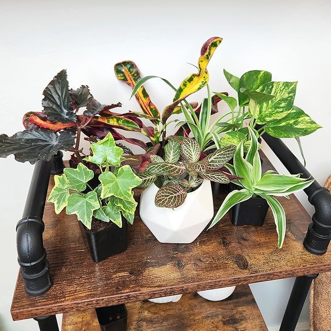 Altman Plants Live Houseplants (6PK), Indoor Plants for Delivery Prime, Live Plants and Gardening Gifts for Plant Lovers, Planters for Indoor Plants with Potting Soil, Live House Plants Indoors Live