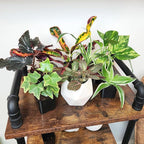 Altman Plants Live Houseplants (6PK), Indoor Plants for Delivery Prime, Live Plants and Gardening Gifts for Plant Lovers, Planters for Indoor Plants with Potting Soil, Live House Plants Indoors Live