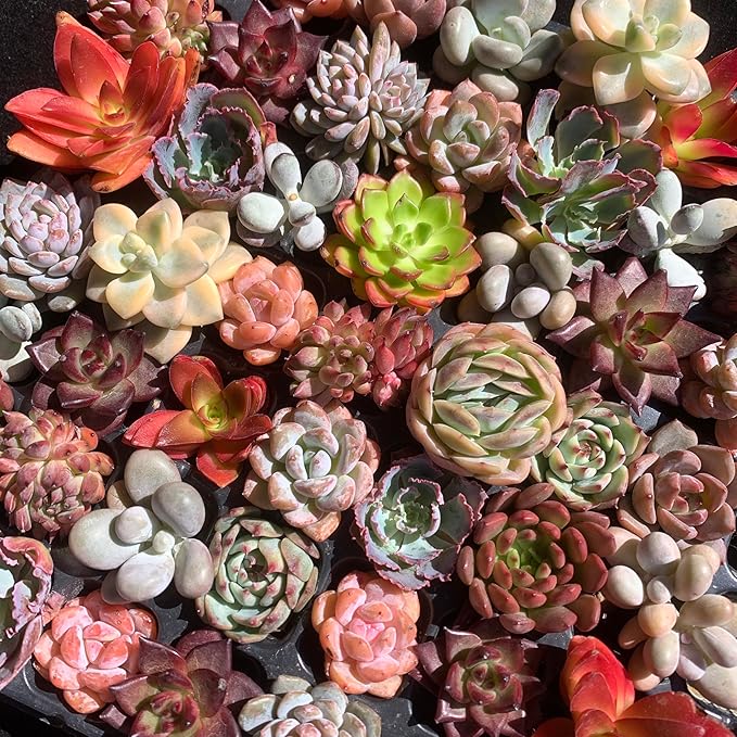 Mix DIY Rare Live Succulent Plants, 0.5-1,5" Random Mystery Bulk Succulent Live Plant, Without Pot & Soil, 6/12/24 Pcs, Garden Indoor Office Desk Decoration, Plant Gifts (6)