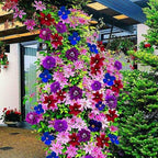 100+ Clematis Seeds for Planting - Rare Bloom Climbing Clematis Non-GMO, Heirloom Seeds Perennial Flower Garden Flower