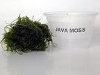 Java Moss Portion in 4 Oz Cup - Easy Live Fresh Water Aquarium Plants