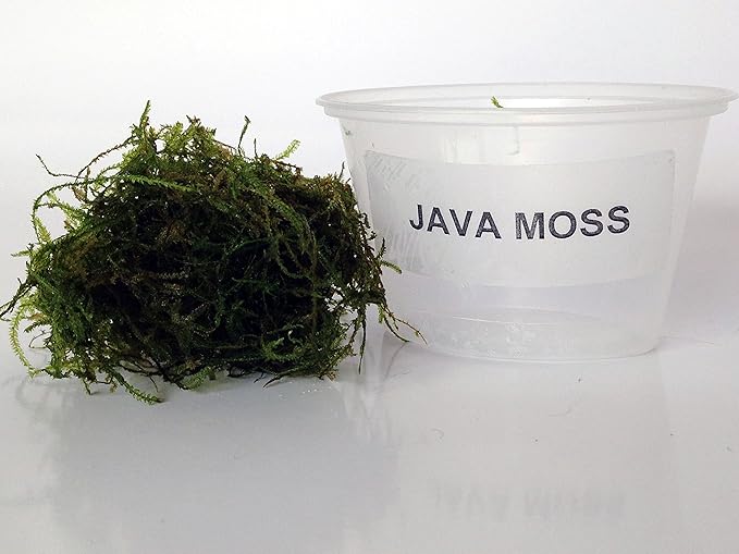 Java Moss Portion in 4 Oz Cup - Easy Live Fresh Water Aquarium Plants