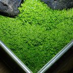 SubstrateSource Live Plant - Utricularia Graminifolia Tissue Culture Aquatic Live Aquarium Plant Grass Carpet for Aquascape - 100% Snail Free in Vitro Cup (Utricularia Graminifolia)