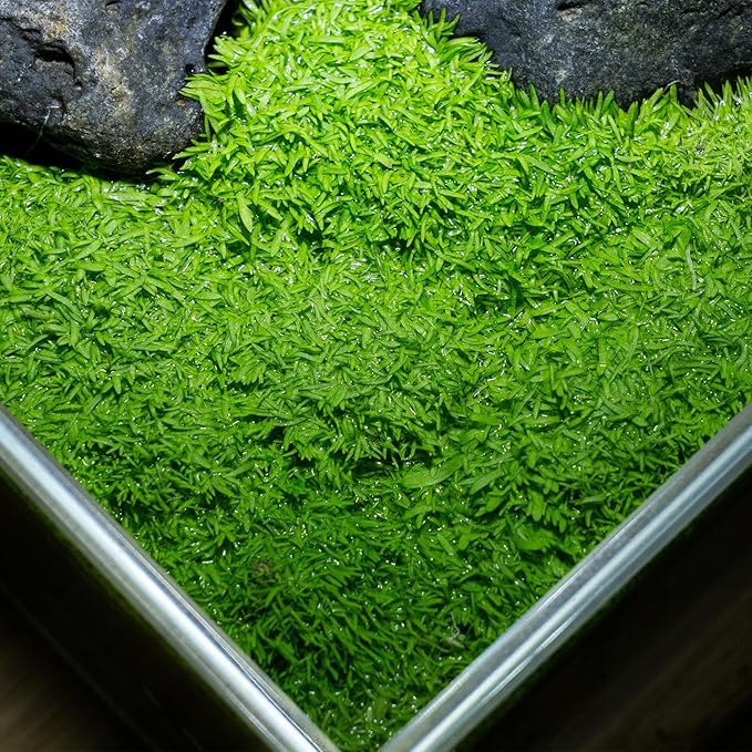 SubstrateSource Live Plant - Utricularia Graminifolia Tissue Culture Aquatic Live Aquarium Plant Grass Carpet for Aquascape - 100% Snail Free in Vitro Cup (Utricularia Graminifolia)