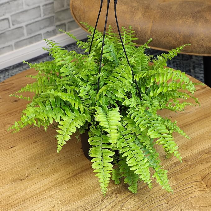 Hanging Boston Fern Live Plant in 6" Hanger, Real Ferns for Outdoors, Pet Friendly & Air Purifying, Low Light Outdoor or Indoor Houseplants, Easy Care Porch Plant by Plants for Pets