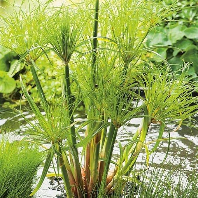 Chalily Dwarf Giant Papyrus, a Great Live Pond Plant for Your Water Garden. Filters koi and Goldfish Ponds. Good for Bogs, Plant Shelf or Shallow Water This marginal Aquatic is a Real Beauty