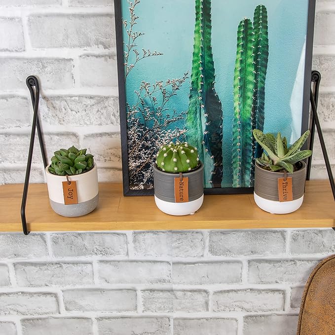 LoLite Cactus & Live Succulent Plants Set (3 Pack), Low Light Houseplants, Easy Plant Gift, Approx. 4-6 in. Tall, Mixed Haworthia, Gasteria & Cacti Varieties, Stylish 2-Tone Ceramic Pots Included