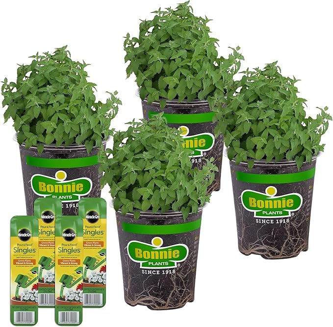 Bonnie Plants Catnip, Live Plants, with Miracle-Gro Pour & Feed Singles Ready-to-Use Plant Food, 4-Pack, Easy-to-Grow Treat for Cats, Great for Container Gardens, 19.3 oz.