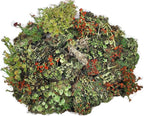 Live Lichen Assortment 4"x6" Bag for Terrariums and Fairy Gardens
