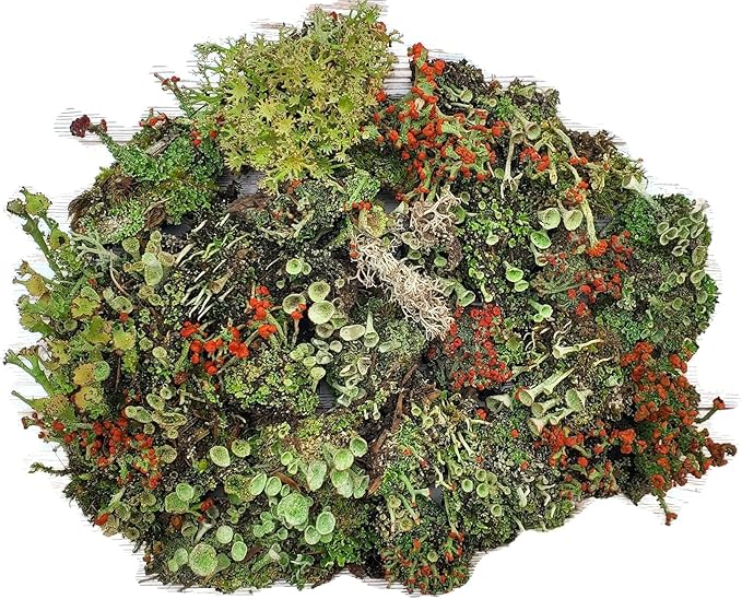 Live Lichen Assortment 4"x6" Bag for Terrariums and Fairy Gardens
