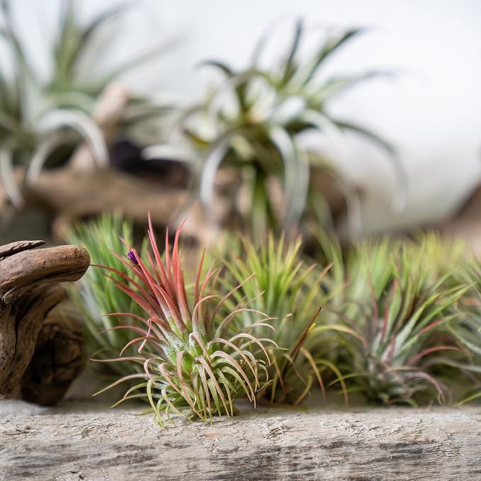 Tillandsia Air Plants Live Indoor Plants (100 Pack), Air Plants Bulk Party Favors or Wedding Favors Live Plants, Air Plant Lover Gifts, DIY Terrarium Kit, Air Succulents Plants Live by Plants for Pets