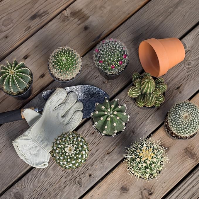 Assorted Cactus Collection 2.5" 12 pack