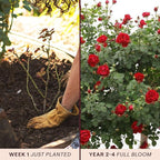 Heirloom Climbing Roses, Live Own Root Plant for Outdoor Garden, Cherry Garland™, Moderately Fragrant, Hardiness Zones 6-9, Continual Blooming