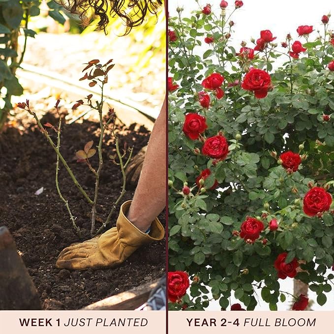 Heirloom Climbing Roses, Live Own Root Plant for Outdoor Garden, Cherry Garland™, Moderately Fragrant, Hardiness Zones 6-9, Continual Blooming