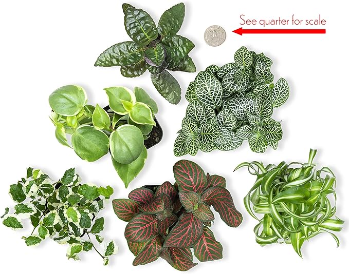 Altman Plants and Easy to Grow Live Indoor Houseplants Bundle (18 Plants)