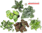 Altman Plants and Easy to Grow Live Indoor Houseplants Bundle (18 Plants)