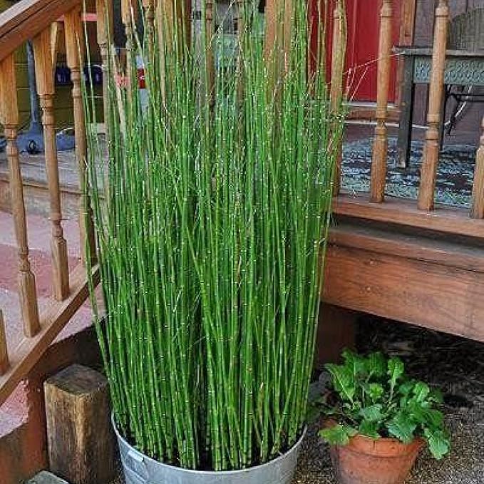 Chalily Horsetail Rush, a Great Live Pond Plant for Your Water Garden. Filters The koi and Goldfish Pond. Good for Bogs, Plant Shelf or Shallow Water This marginal Aquatic is a Real Beauty