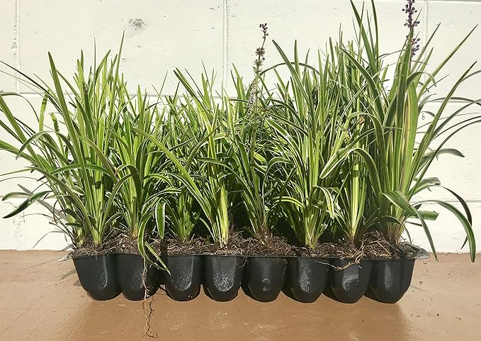 18 Pack - Liriope 'Variegated' Grass