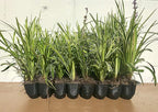 18 Pack - Liriope 'Variegated' Grass