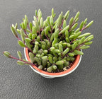 Sprout N Green 4" Ruby Necklace with Vintage Metal Pot, Live Othonna capensis L.H.Bailey Succulent, Purple Hanging Trailing House Plant for Home Office Wedding Decoration DIY Project Party Favor