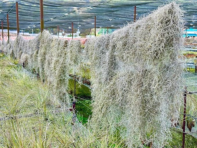 ragnaroc Tillandsia Usneoides ‘Thick-Colombian Spanish Moss’ - ragnaroc Indoor Tropical Plant 16” / 1 oz - Live Arrival Guaranteed - Live Air Plant & House Plants for Home Decor & Gift