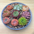 12 Pack Live Rosette Succulent Plants 1.5-2.5" – Assorted Mini Echeveria Succulents Bare Root, Low Maintenance Succulent Variety Pack for Wedding Favors, Gifts, DIY Projects