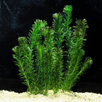 Chalily Anacharis Submerged Oxygenator, a Great Live Pond Plant for Your Water Garden. Filters The koi and Goldfish Pond. Good for Underwater Areas! Submerged Oxygenator!