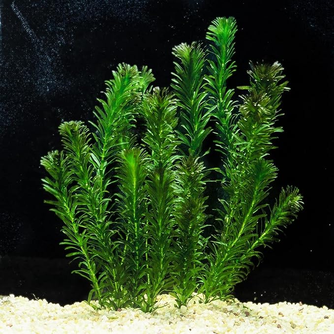 Chalily Anacharis Submerged Oxygenator, a Great Live Pond Plant for Your Water Garden. Filters The koi and Goldfish Pond. Good for Underwater Areas! Submerged Oxygenator!