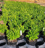 Little Missy Dwarf Boxwood (Buxus) - Live Plant - (1 QT)