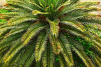 10 Florida Royal Palm Roystonea Regia Tree Houseplant Seeds