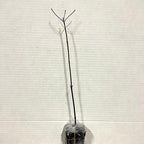 5 Red Twig Dogwood Shrubs/Bushes - (Red Osier) - 6-12" Tall Live Plants - Cornus sericea - (5 Pack)