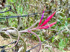 ragnaroc Air Plants - Flowering Tillandsia Caput Medusae, Large 5-7" - 5ct - Live Arrival Guaranteed - House Plants for Home Decor & Gift