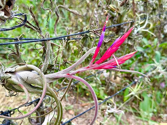 ragnaroc Air Plants - Flowering Tillandsia Caput Medusae, Large 5-7" - 5ct - Live Arrival Guaranteed - House Plants for Home Decor & Gift