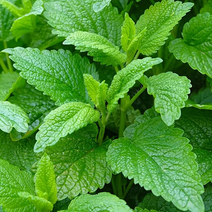 Seed Needs Lemon Balm Seeds for Planting - Non-GMO, Heirloom & Untreated Perennial Medicinal Herb - Plant Indoors/Outdoors Used for Making Calming Tea (5 Packs)