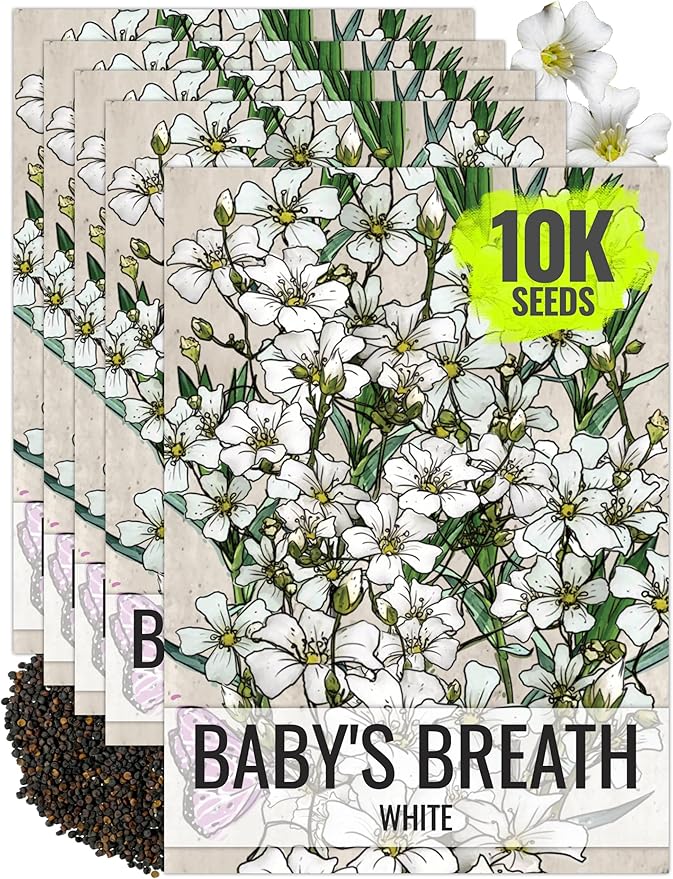 Seed Needs White Baby's Breath Seeds for Planting - Heirloom & Open Pollinated Annual Flowers - Perfect for a Butterfly Garden, Bouquets & Floral Arrangements (5 Packs)
