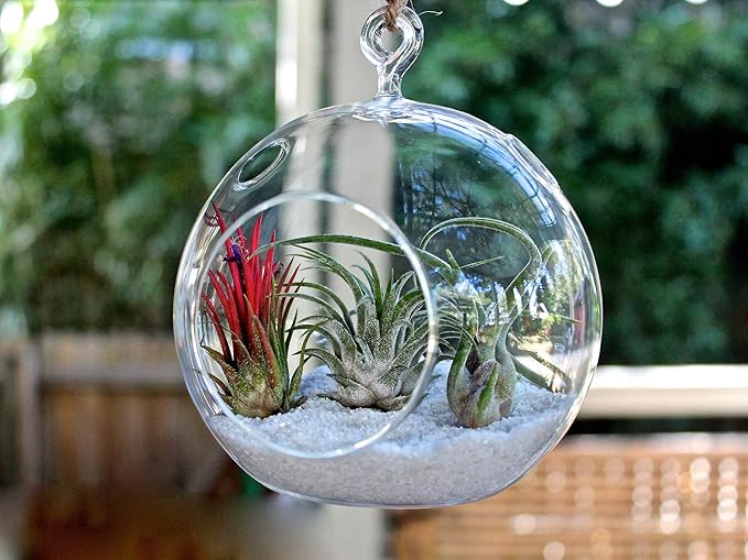 WGV Hanging Terrarium Globe, Width 7", Height 8", DIY Air Succulent Planter, Clear Glass Vase Orb with Flat Bottom, Candle Holder Outdoor Garden Decor, 6 Pieces