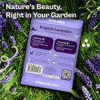 SVI 1500 English Lavender Seeds for Planting (Lavandula angustifolia) – Fragrant Perennial Lavender Flowers – Heirloom Herb Seeds for Borders, Herb Garden & Containers, Wildflower Meadows