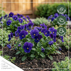 Live Healthy Flowering Pansies - Blue (4 Plants Per Pack), Beautiful Winter Color, 6" Tall by 4" Wide in 1 Pint Square Pot
