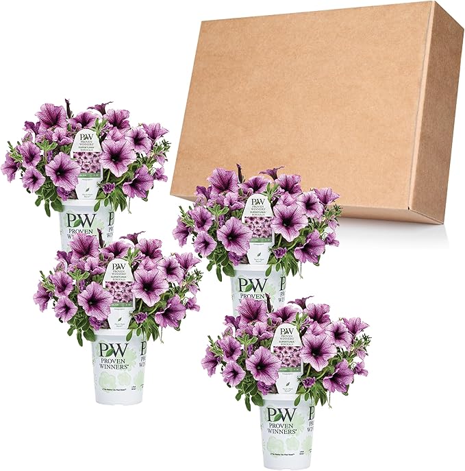 Proven Winners® Petunia Plant - Supertunia Bordeaux - 4 Pack - Annual Flower for Spring & Summer Blooms - 6" Tall x 6" Wide, 1.56 Pt Pot