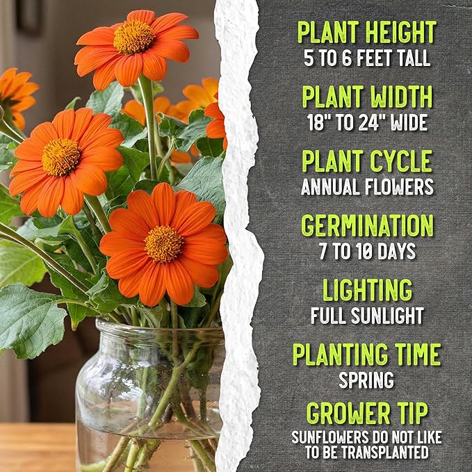 Seed Needs Mexican Sunflower Seeds for Planting Tithonia rotundifolia Flowers - Heirloom & Open Pollinated Annual Flower Seed to Plant an Outdoor Butterfly Garden (1 Pack)