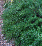 Chef's Choice Rosemary (2.5 Quart) Fragrant Evergreen Cooking Herb/Shrub - Full Sun Live Outdoor Plant